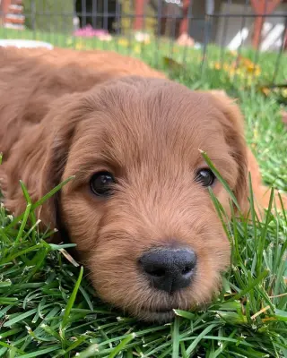 F1B Mini Golden Doodle
