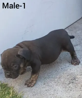 American Bully Puppies