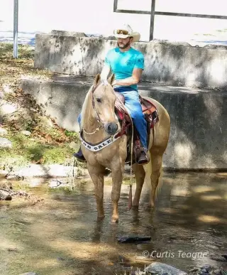 Horse for sale