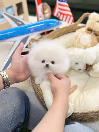 Pomeranian puppies