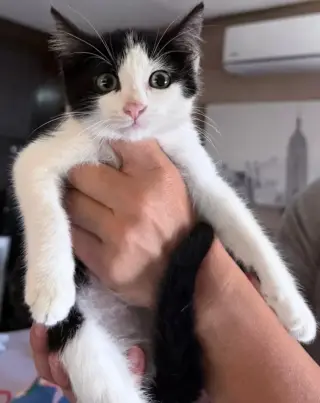 GATITA EN BUSCA DE UN HOGAR