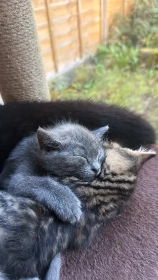 Dos gatitas y dos gatitos de raza British Shorthair.