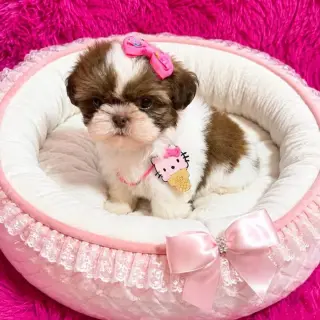 Hermoso Cachorro Shih Tzu en Venta
