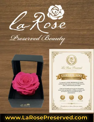 WholeSale Eternal Roses Supplier Exporters Ecuador Premium Preserved Roses