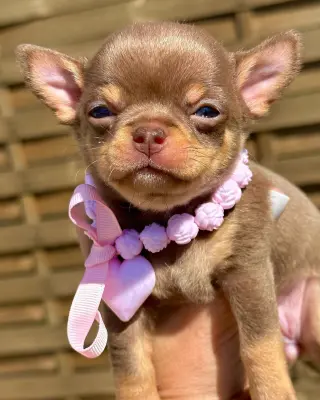 Adorable Cachorro Chihuahua en Venta