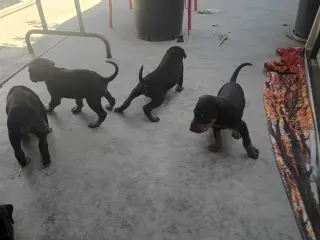 Perros en adopcion