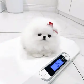 Joyful teacup Pomeranian puppies
