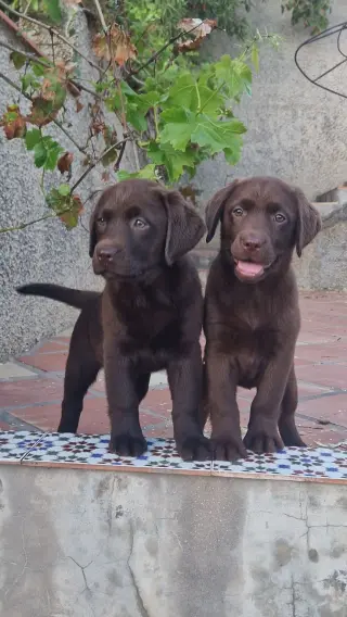 Cachorros de Labrador Retriever en busca de un hogar amoroso
