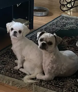 Only 2 male white Shih tzu puppies left born on February 3