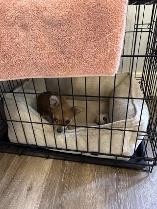 Perrito pequeño chihuahua con pomerian