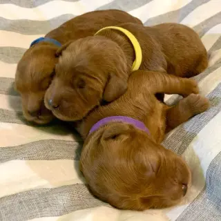 Our F1B Mini and Medium Goldendoodle puppies