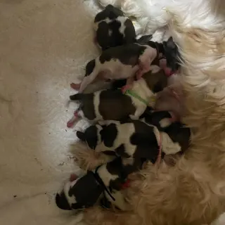 Cachorros Shih Tzu listos para ser recogidos