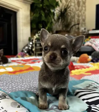 Chihuahua puppies for adoption