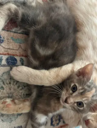 Kitten