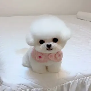 Adorable Cachorro Bichón Frisé en Venta