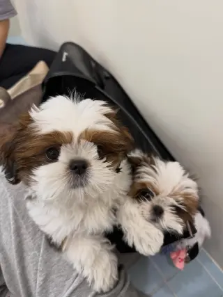 Adorable cachorros de Shih Tzu