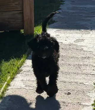 Perro Negro Adorable en Venta