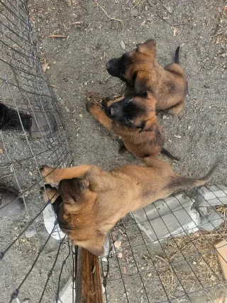 Adorables Cachorros en Adopción