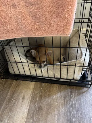 Perrito pequeño chihuahua con pomerian