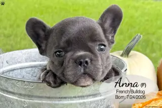 Cachorro Bulldog Francés Blue Macho 4389 **DISPONIBLE**
