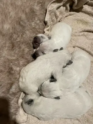 Blue and red heeler puppies for rehoming