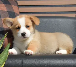**Copper** Cachorro Pembroke Welsh Corgi Macho GDS 86560*****Se Vende*****