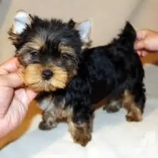 Cute yorkie puppies
