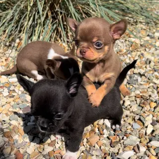 Hermoso Cachorro Chihuahua en Venta