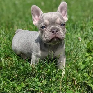 French bulldog puppies available for adoption