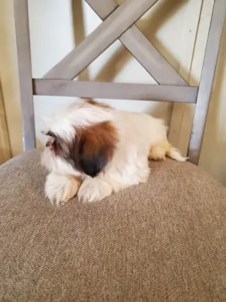 Shih-tzu