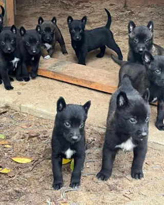 Belgian puppies for sale