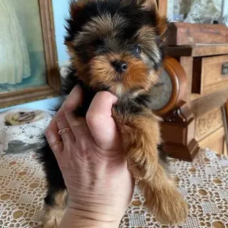 Cachorros Yorkshire Terrier