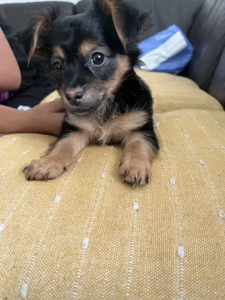 Adorable en adopción  muy juguetón cariñoso