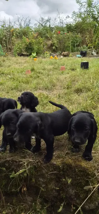 Adorable Black Labrador Puppies for Sale