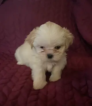 Only 2 male white Shih tzu puppies left born on February 3