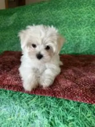 Sammy, cachorro maltés macho registrado en el AKC.