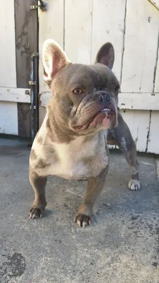 Frenchie macho