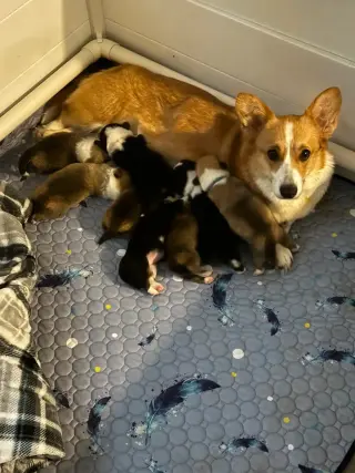 Pembroke Welsh Corgi Puppy AVAILABLE