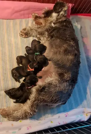 Miniature schnauzer puppies