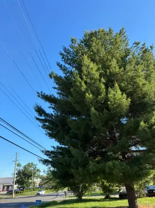 Benigno Perez Tree Services