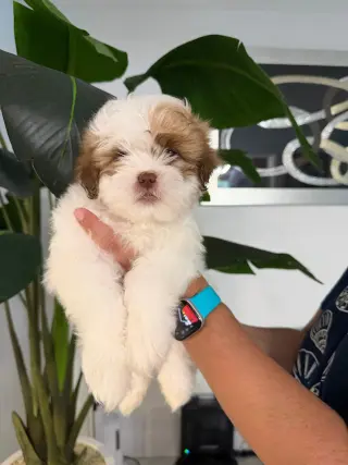 Shih Tzu Puppies – Ready for Their Forever Homes!