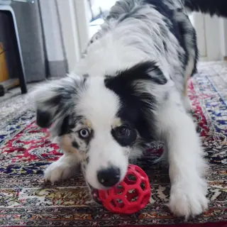 Australian Shepherd Looking for a Loving Home