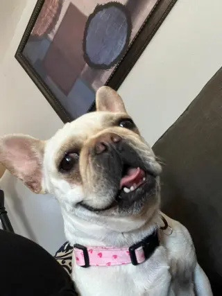Se venden Perritos a buen precio!
