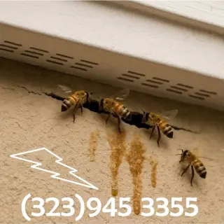 REMOVEMOS PANALES ABEJAS - AVISPAS 24/7.- FUMIGACIONES