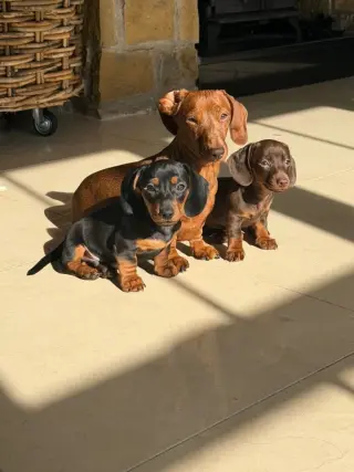 Stunning KC Reg Miniature dachshund Puppies