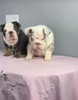 Hermoso Cachorros de Bulldog Inglés