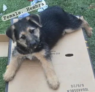 Cachorros en adopción $50