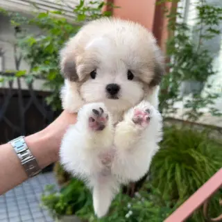 Cachorros Coton Maltipoo