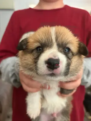 Pembroke Welsh Corgi Puppy AVAILABLE