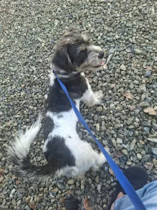 Perrito para adoptarlo